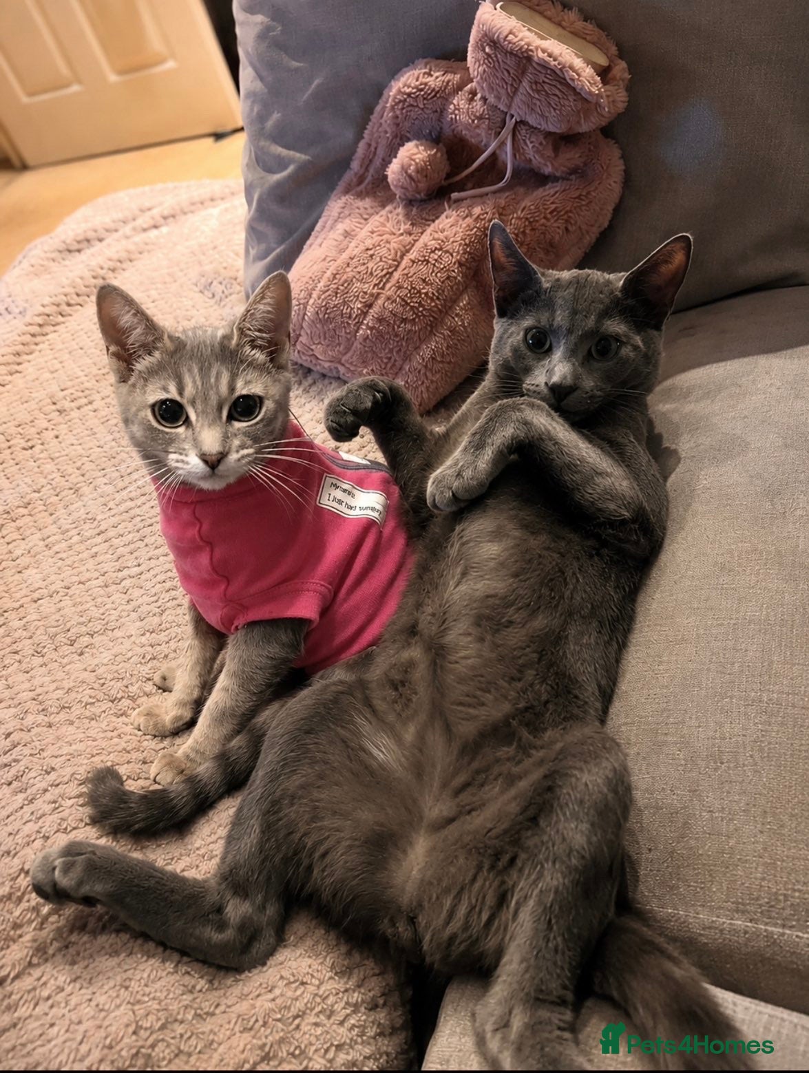 Mixed Breed cats for sale: 5-6 month old male Kitten - Advert 4