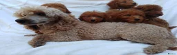 Miniature Poodle dogs for sale: Miniature poodle puppies. in Sevenoaks - Advert 5