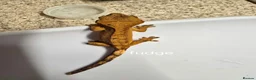 Gecko reptiles for sale: Baby Crested Geckos  - Advert 10
