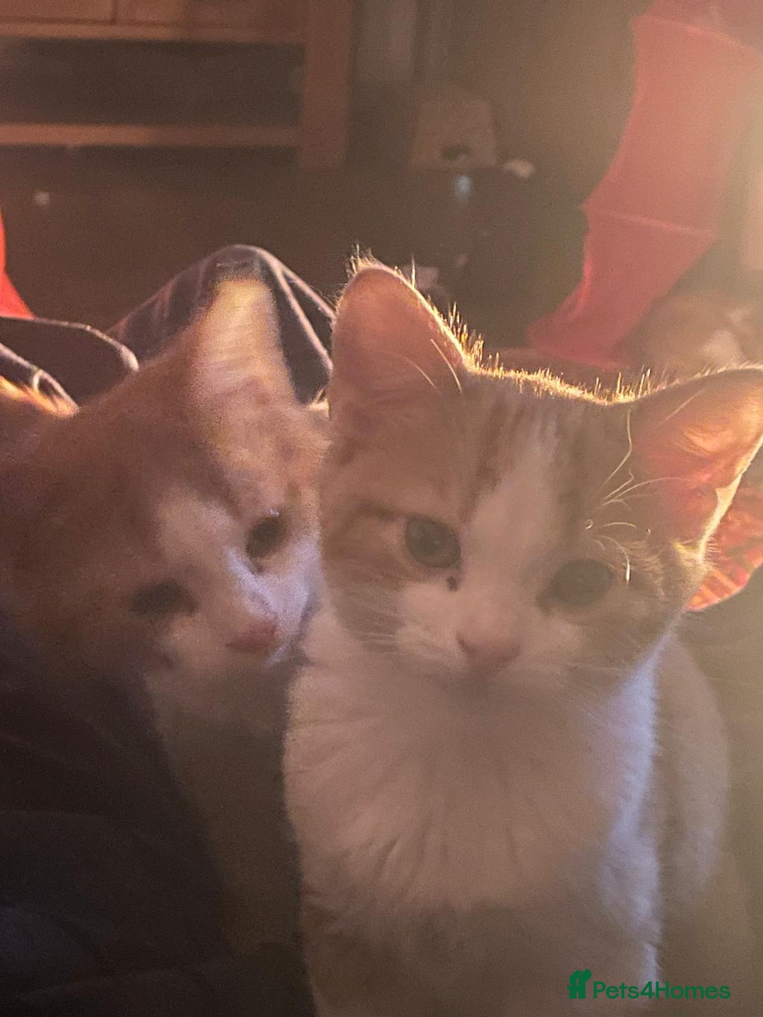 Mixed Breed cats for sale: Ready Now, 3 Loving, Playful Ginger Kittens - Advert 5