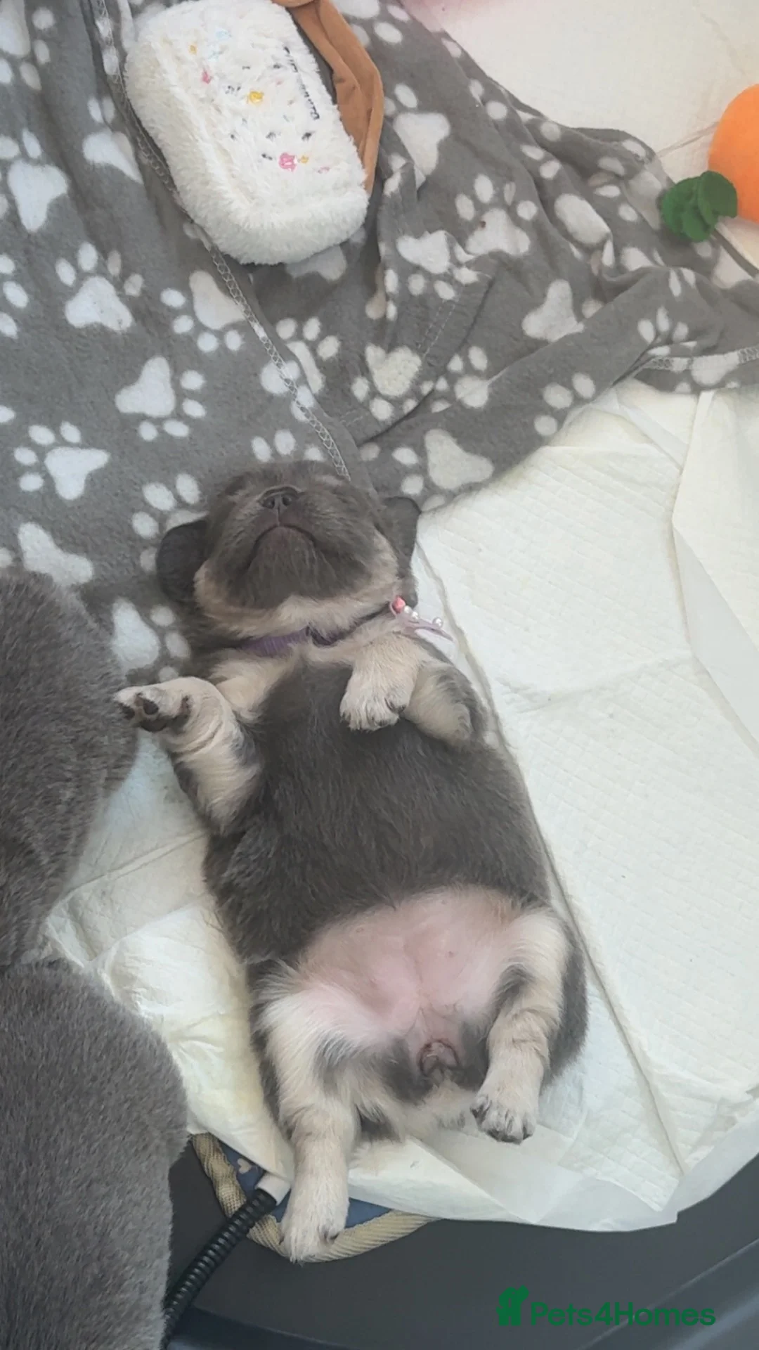 French Bulldog dogs for sale: Fluffy Frenchie Females  in Doncaster - Advert 17
