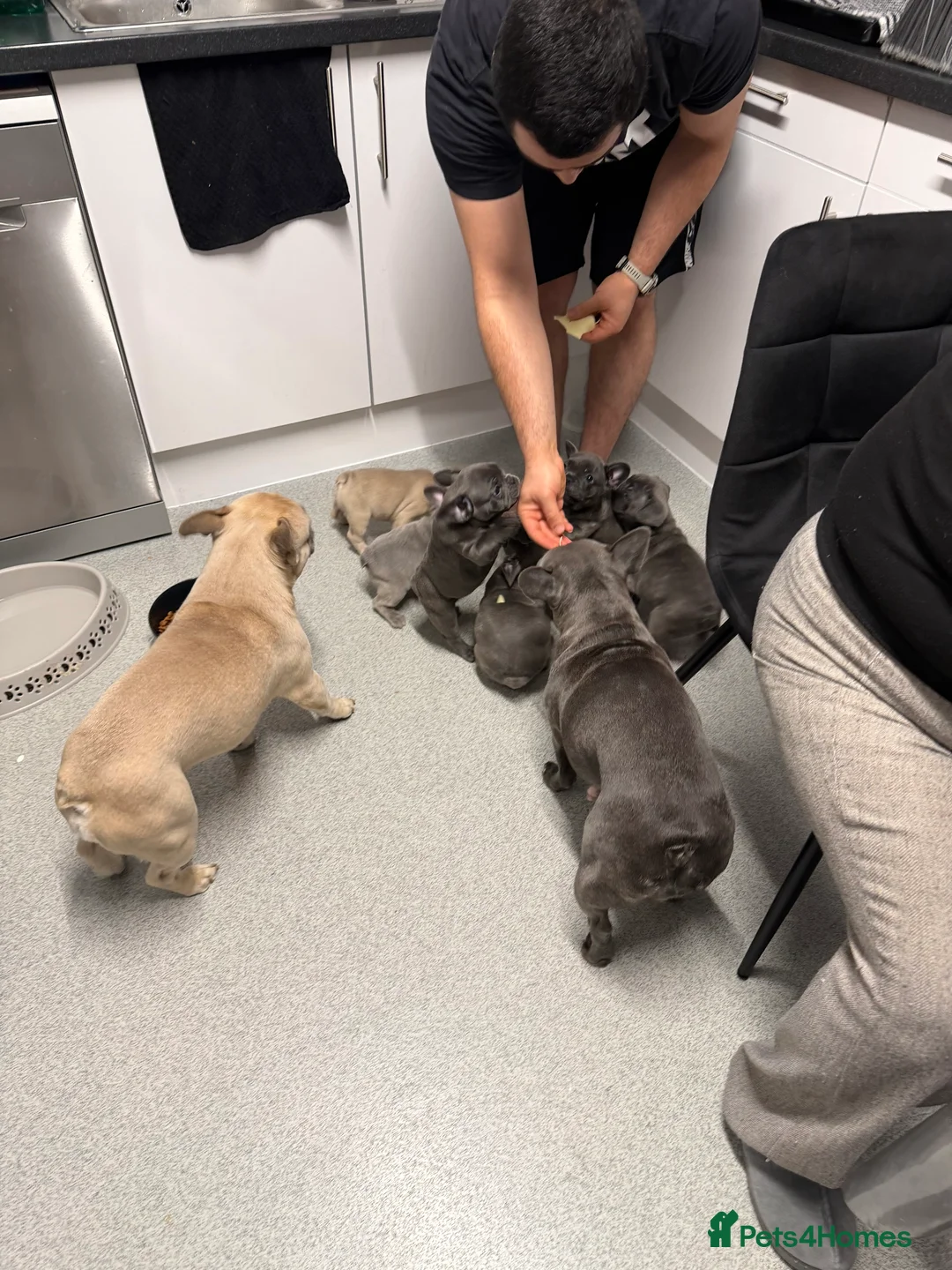 French Bulldog dogs for sale: FrenchBulldog Puppies  - Advert 19