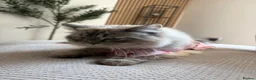 Ragdoll cats for sale: Adult male ragdoll x persian - Advert 8