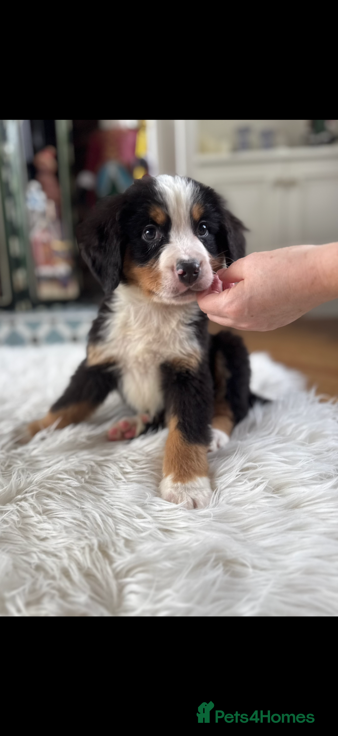 Bernese Mountain Dog dogs for sale: Bernese Mountain Dog Pups  - Advert 5