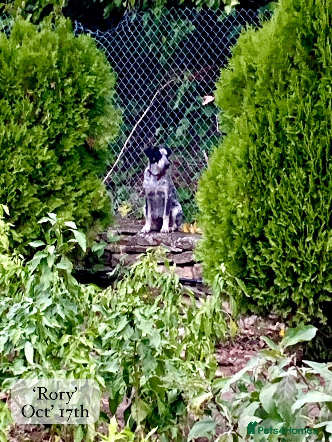 Mixed Breed dogs for adoption: Rory, 6-7 months approx. Available for adoption. - Advert 22