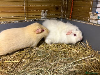 Guinea Pig rodents Beautiful bonded brothers - Advert 6