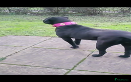 Cane Corso dogs for sale: cane corso girl  - Image 2