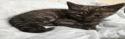 Mixed Breed cats for sale: X3 doll face persians  - Advert 5