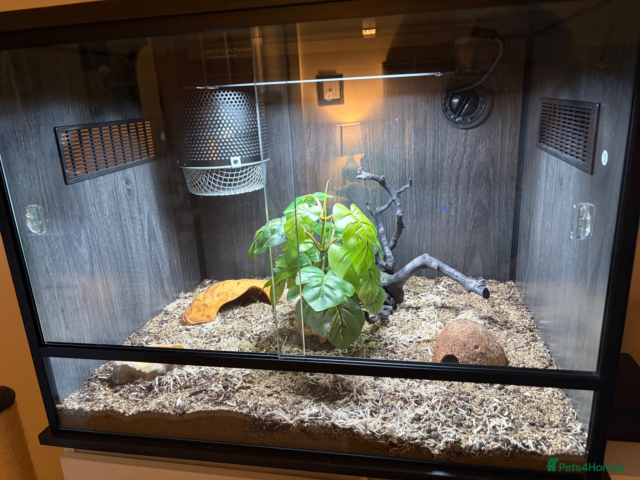 Boa Snake reptiles kenyan sand boa snake - Advert 4