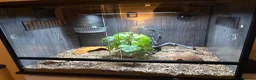 Boa Snake reptiles for sale: kenyan sand boa snake in Swindon - Advert 1
