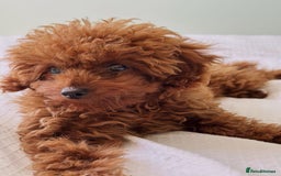 Toy Poodle dogs for sale: Asian Toy Poodle (Korean & Chineese) - Image 1