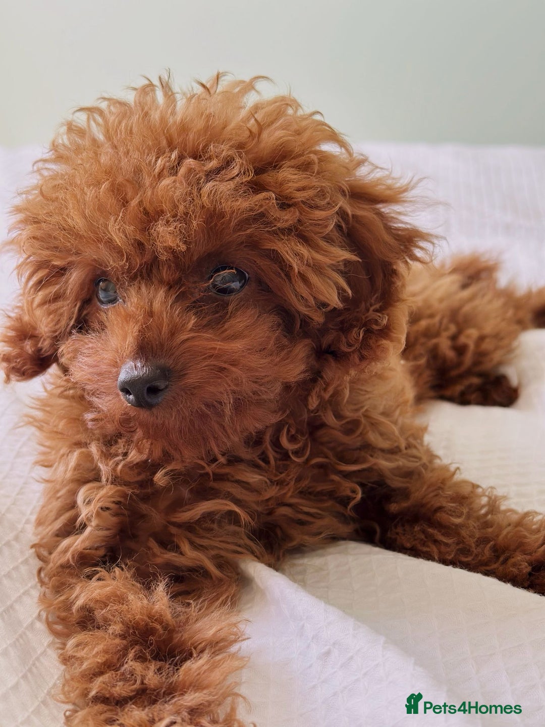 Toy Poodle dogs for sale: Asian Toy Poodle (Korean & Chineese) - Image 1