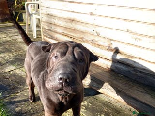 Shar Pei dogs Shar pei - Advert 7