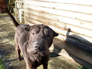 Shar Pei dogs Shar pei - Advert 5