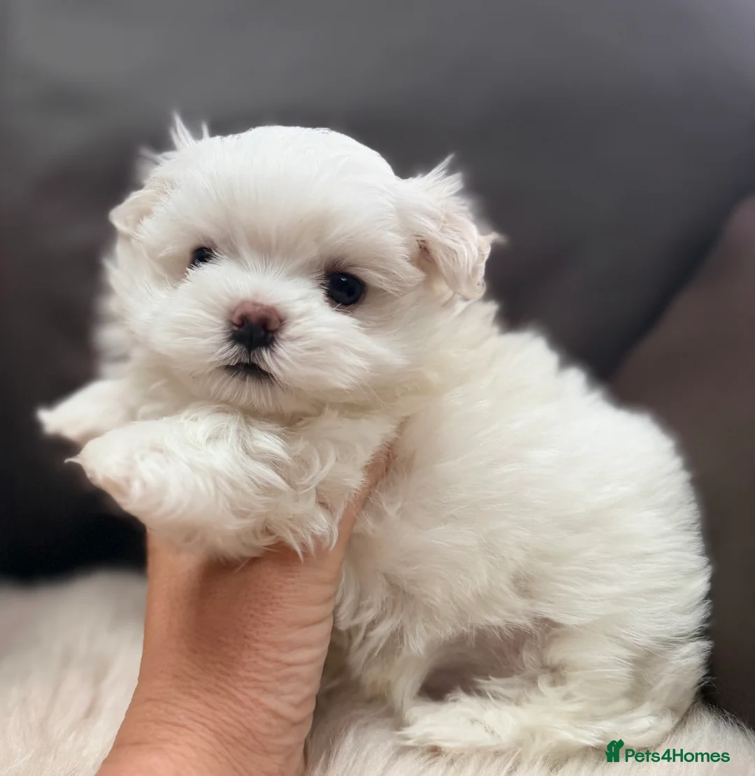 Maltese dogs for sale: Bambelina Full Korean Bloodline Maltese - Advert 17
