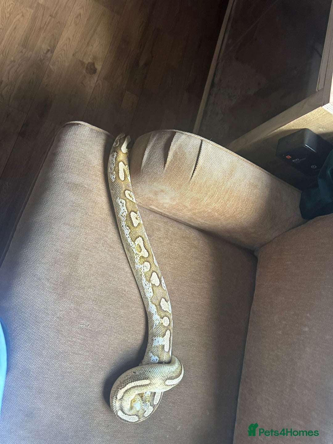 Python Snake reptiles for sale: 🐍 Ball Pythons for Sale – Collection Nottingham  - Image 11