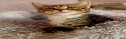 Mixed Breed cats for adoption: brother and sister looking for their forever home - Advert 2