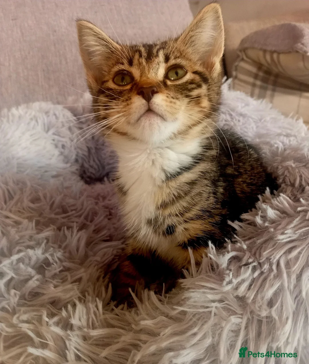 Mixed Breed cats for adoption: brother and sister looking for their forever home - Advert 2