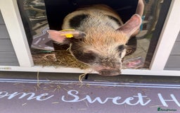 Pig livestock for sale: The adorable Lottie is desperately needing a home  - Image 3