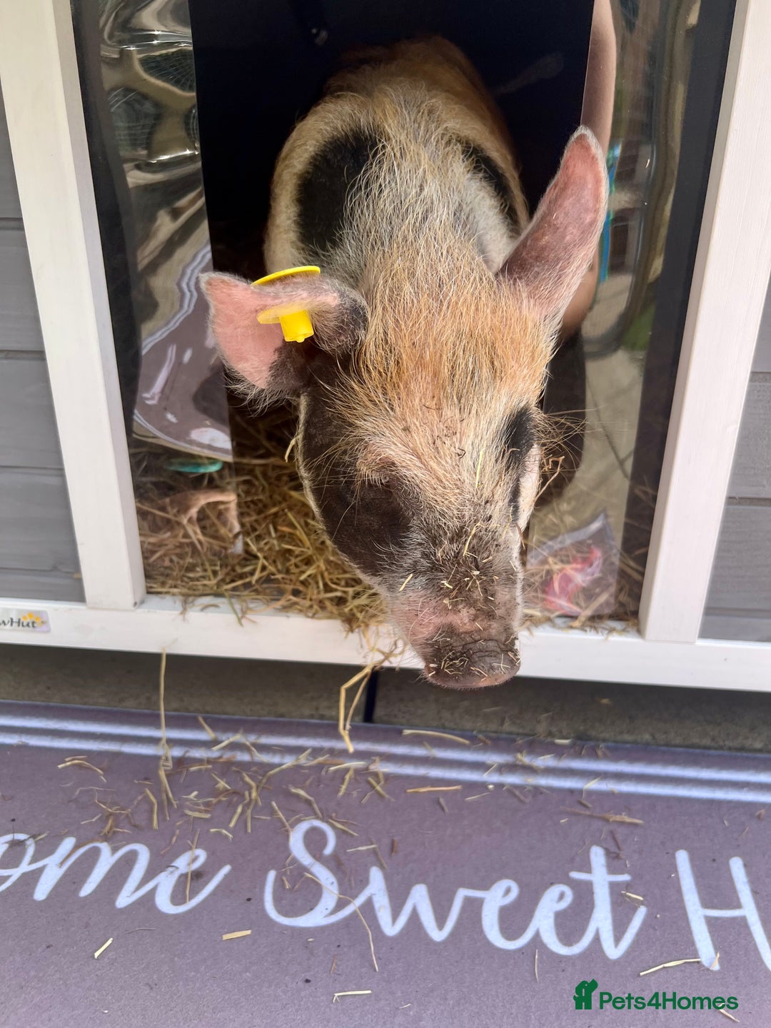 Pig livestock for sale: The adorable Lottie is desperately needing a home  - Image 3