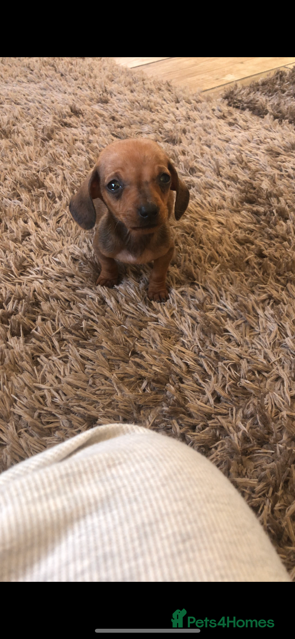 Miniature Dachshund dogs Miniature dachshund  - Advert 17