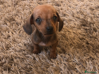 Miniature Dachshund dogs Miniature dachshund - Advert 5