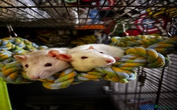 Rat rodents for sale: 2 male rats  - Image 1