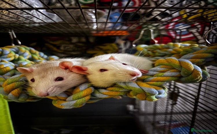 Rat rodents - Advert 3