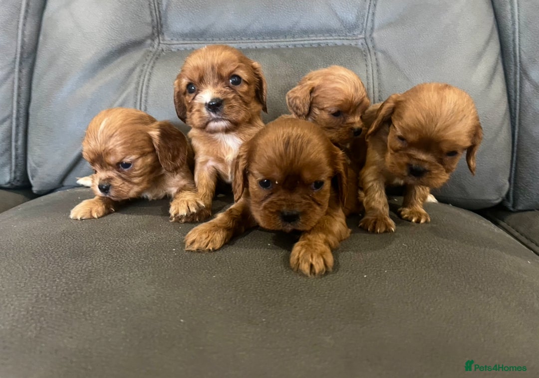 Cavalier King Charles Spaniel dogs for sale: 🐶 KC, RUBY RED cavalier King Charles !!!!  - Image 4