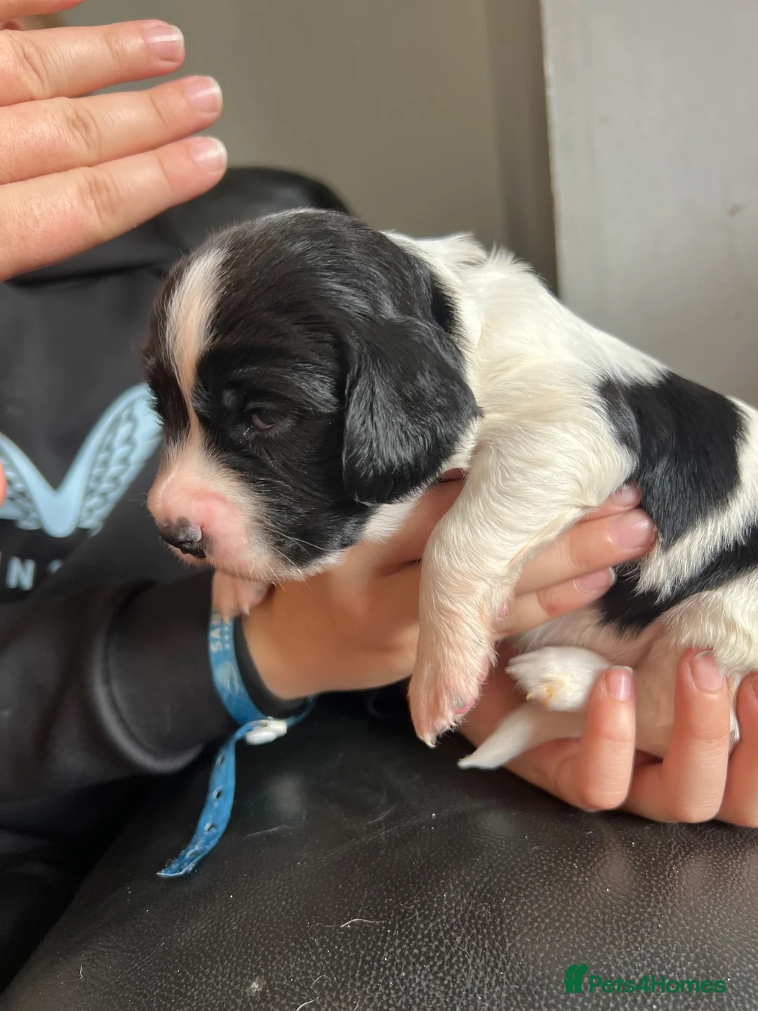 English Springer Spaniel dogs for sale: 5 KC Reg English springer spaniel puppies  - Advert 2