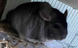 Chinchilla rodents for sale: Male and female chins - Image 2
