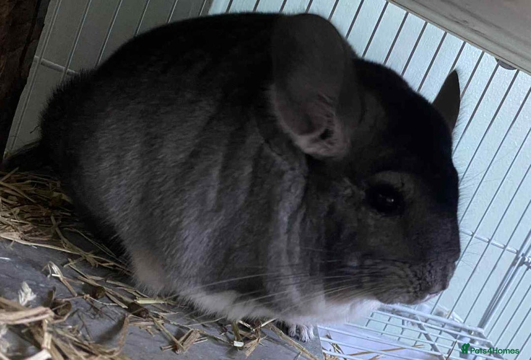 Chinchilla rodents for sale: Male and female chins - Image 2