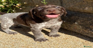 German Shorthaired Pointer dogs - Advert 15