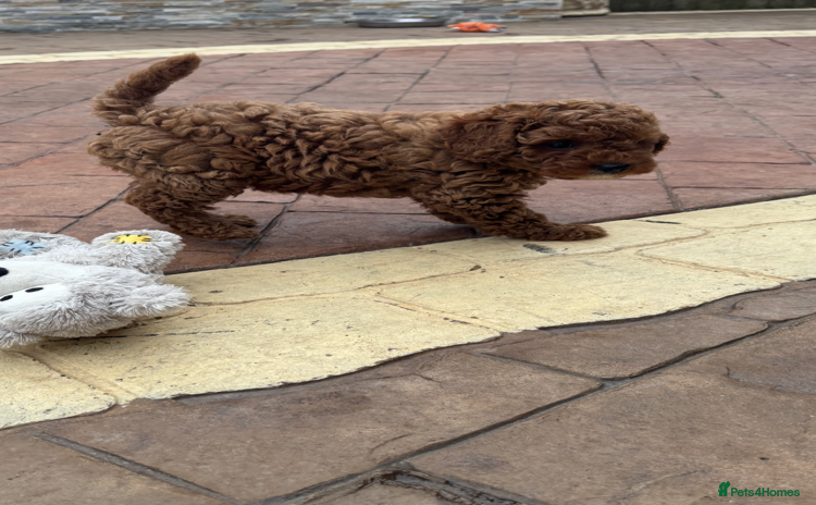 Cavapoo dogs - Advert 1