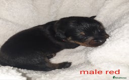 Rottweiler dogs for sale: Chunky big boned rottweilers  - Image 20