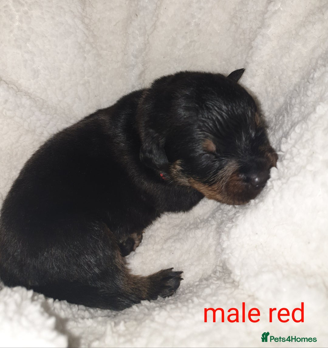Rottweiler dogs for sale: Chunky big boned rottweilers  - Image 20