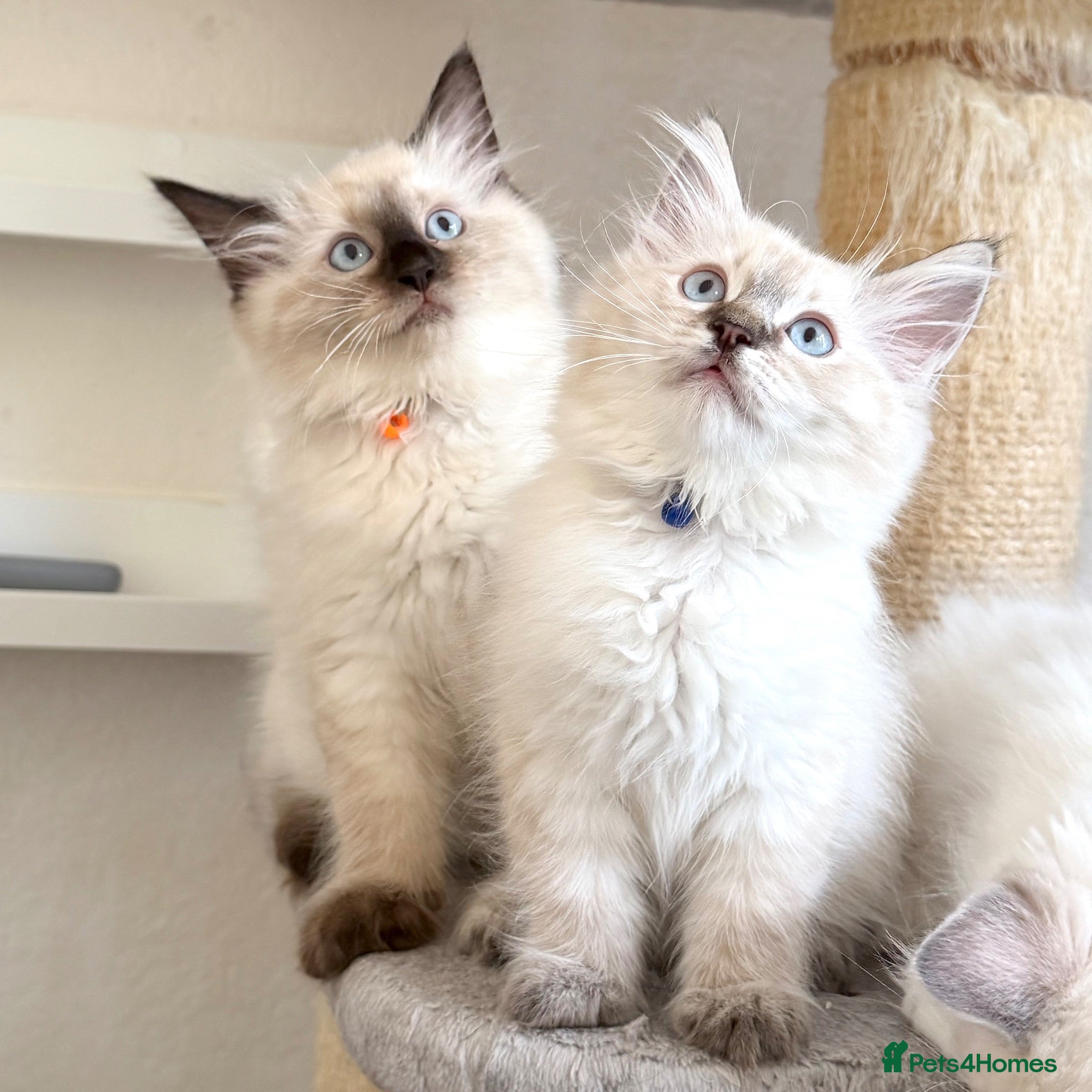 Ragdoll cats 2 Boys Left - TICA Registered - Cuddly, Gentle - Advert 2