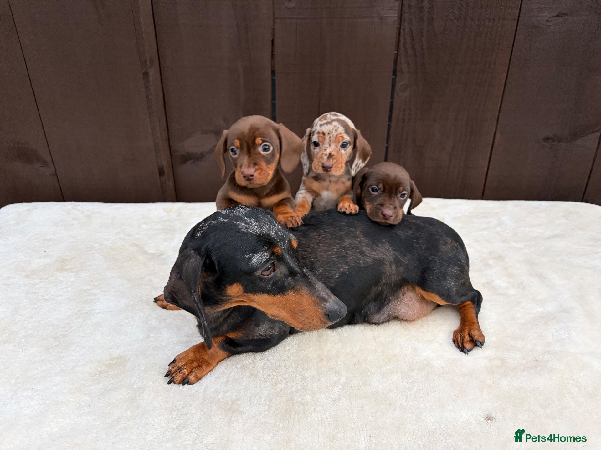 Miniature Dachshund dogs Dachshund puppies 2 boys 1 girl  - Advert 1
