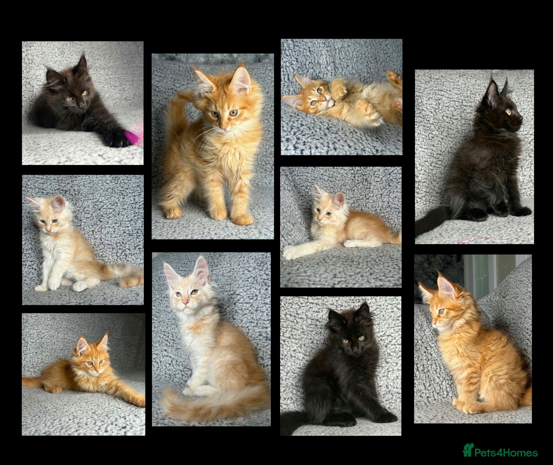 Maine Coon cats GCCF Maine Coon Kittens.  - Advert 12