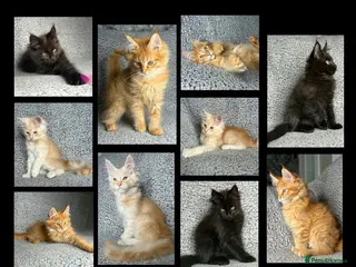 Maine Coon cats GCCF Maine Coon Kittens. - Advert 12