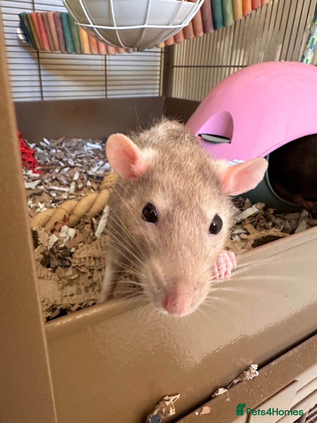 Rat rodents for sale: Three female rats looking for home. - Advert 4