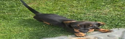 Miniature Dachshund dogs for sale: £1250 **Ready now** Mini dachshund puppies - Advert 5