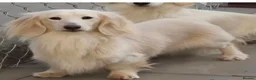 Miniature Dachshund dogs for sale: Blue + Tan Piebald Long Haired Miniature Dachshund - Advert 5