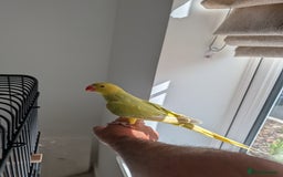 Ringnecks birds for sale: ​For Sale: Young Lutino Indian Ringneck - Image 3