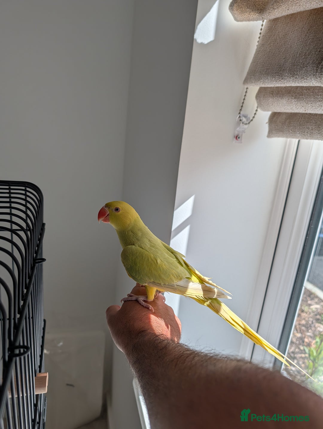 Ringnecks birds for sale: ​For Sale: Young Lutino Indian Ringneck - Image 3
