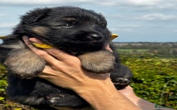 German Shepherd dogs for sale: ⭐️KC big bone GSD puppies ⭐️ - Image 4