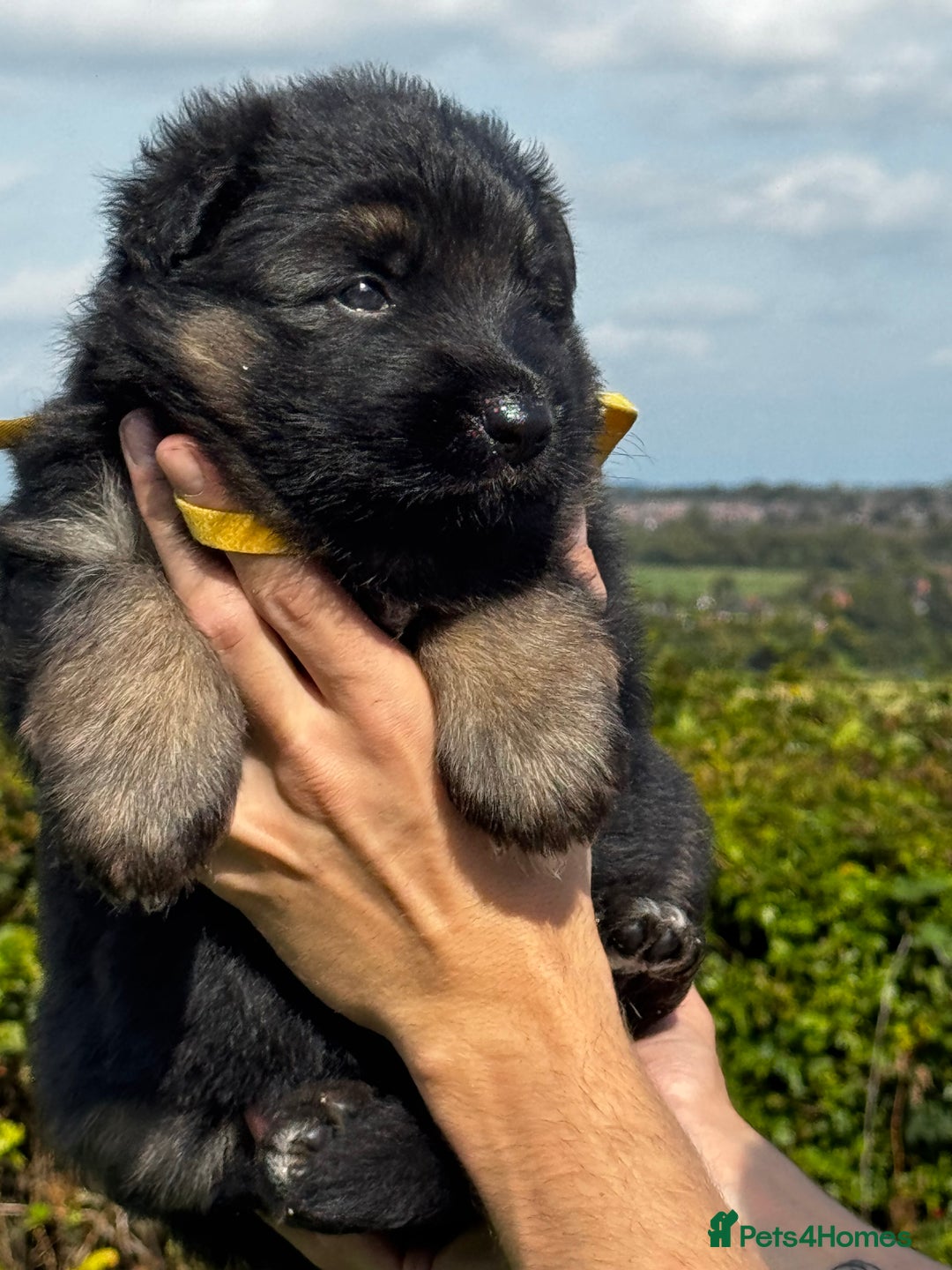 German Shepherd dogs for sale: ⭐️KC big bone GSD puppies ⭐️ - Image 4