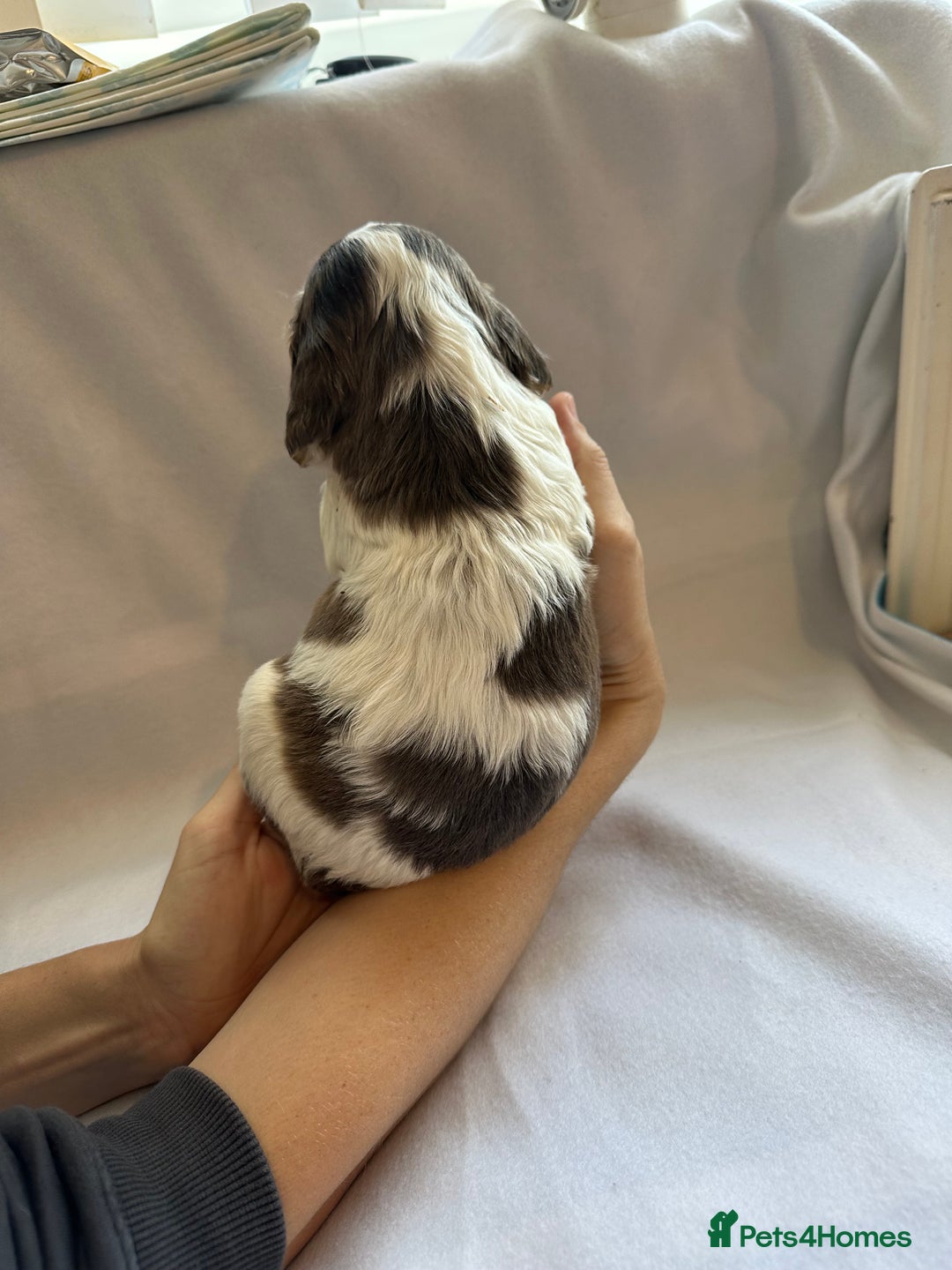Cocker Spaniel dogs for sale: Cocker spaniel pups - Image 19
