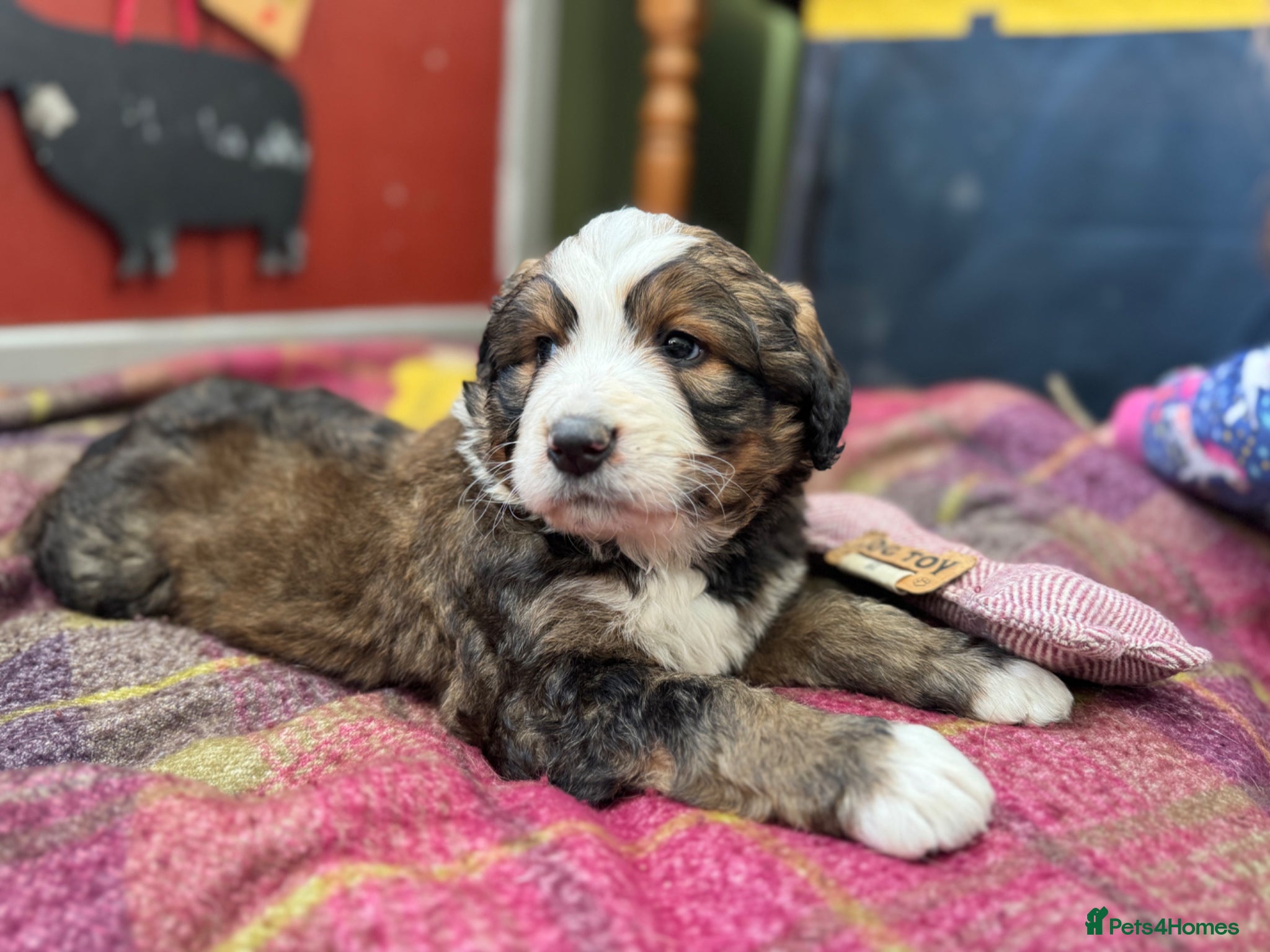 Bernedoodle dogs F1 Bernedoodle Puppies  - Advert 1