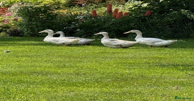 Ducks poultry - Advert 6